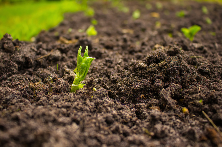 plant-blight